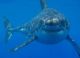 2014 1/2 Oz Silver Australian Great White Shark - Ready To Ship Coins: World photo 7