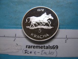 1978 Malawi Zebra 5 Kwacha Silver Proof Coin Only 3622 Minted Very Rare photo