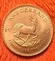 1987 1 Oz South African Gold Krugerrand Bullion Coin,  22 Kt Pure Gold Gold photo 1