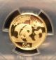 2008 China Gold Panda Pcgs Ms 66 50yn 1/10 Oz.  999 Fine Gold Coin Gold photo 1