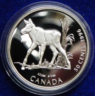 1996 Canada Silver Half Dollar Rare Baby Moose 92.  5 Sterling Coin photo