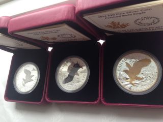 2014 Canada Bald Eagle Fine Silver Coin $20 Bald Eagle Perched Soaring Gold photo
