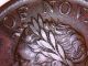 1832 Token Of Nova Scotia Victoria Half Penny Token Coins: Canada photo 3