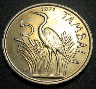 Malawi 5 Tambala Coin 1971 Km 9.  1 Purple Heron Bird Au, photo