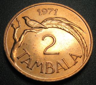 Malawi 2 Tambala Coin 1971 Km 8.  1 Paradise Whydah Bird Au, photo