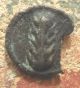 Lucania,  Metapontion.  470 Bc Silver Barley Six Grains Incuse Bucranium (oxskull) Coins: Ancient photo 1