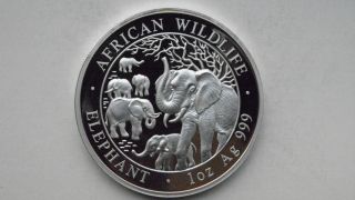 2008 Somalia African Wildlife Elephants 100 Shillings Silver Bu Coin photo