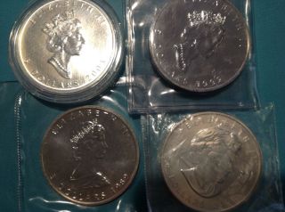4 Silver Maples.  Fast,  And Careful photo