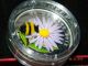 2012 Canada $20 Colored Bumble Bee & Aster Flower Silver Coin With Murano Glass Coins: Canada photo 2