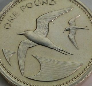 Saint Helena & Ascension 1 Pound 1984.  Km 6.  One Dollar Coin.  Sooty Terns Birds. photo