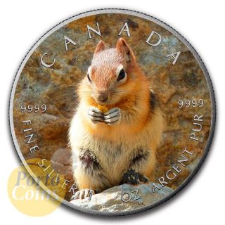 2016 Canada $5 Maple 1 Oz Silver Squirrel Colorized Antique Coin photo